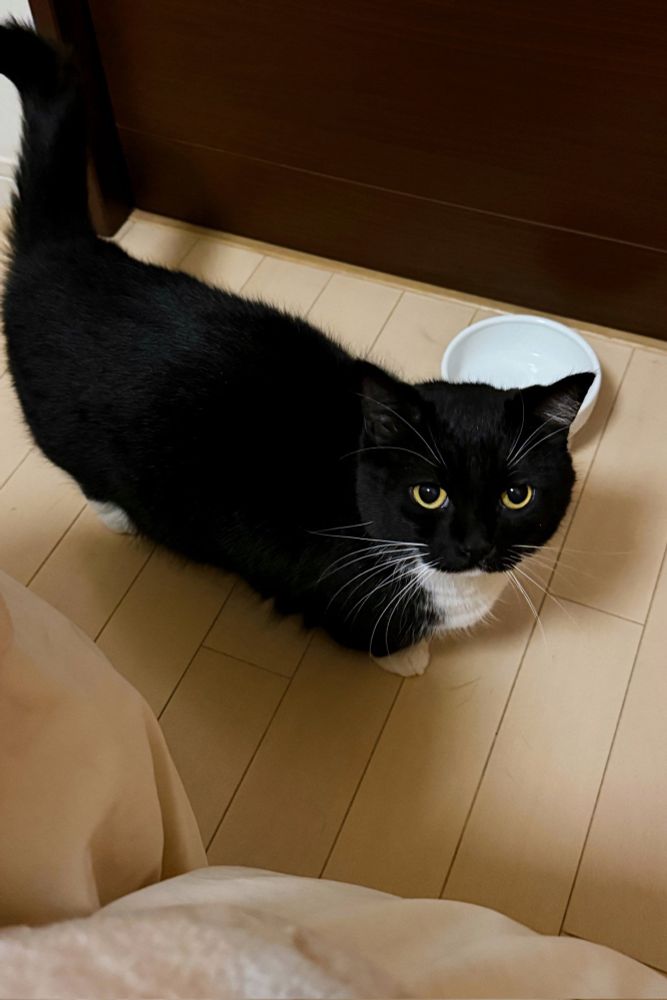 A black and white cat with big round eyes is standing on a wooden floor, looking up with a serious expression. A white bowl is placed behind him.
