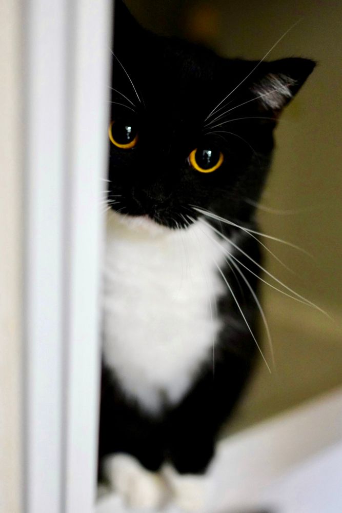 A black and white cat peeking from behind a door, looking like it’s softly asking, “Play with me…?”