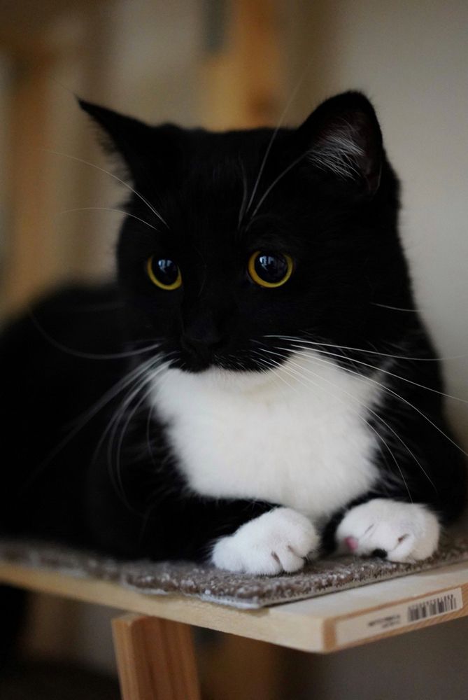 A black and white cat with wide, glistening eyes sits quietly on the cat tower, paws tucked in, staring off wistfully into the distance.