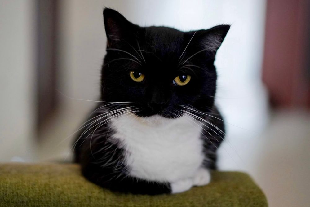 A black and white cat with intense yellow eyes stares directly at the camera with a suspicious expression, sitting upright on a green surface. It looks like it knows your darkest secret.