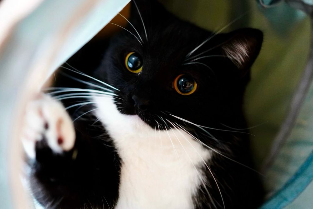Adorable black and white cat peeking out with big round eyes and reaching out with a paw.
