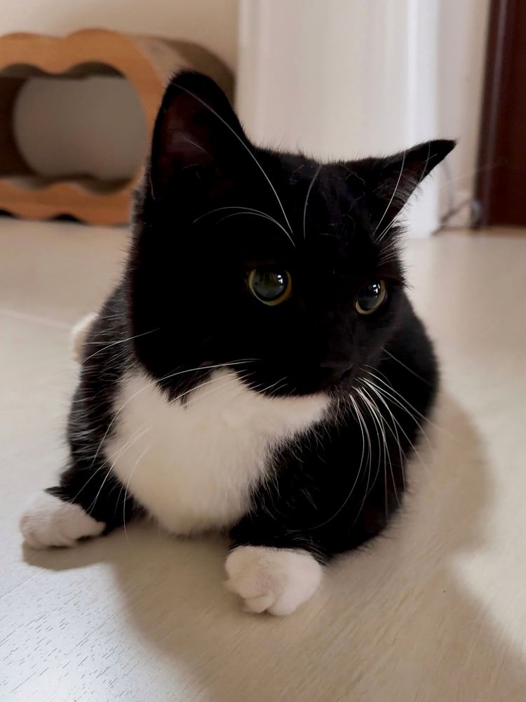 A black and white cat lying on the floor, looking a bit tired but peaceful after surgery.