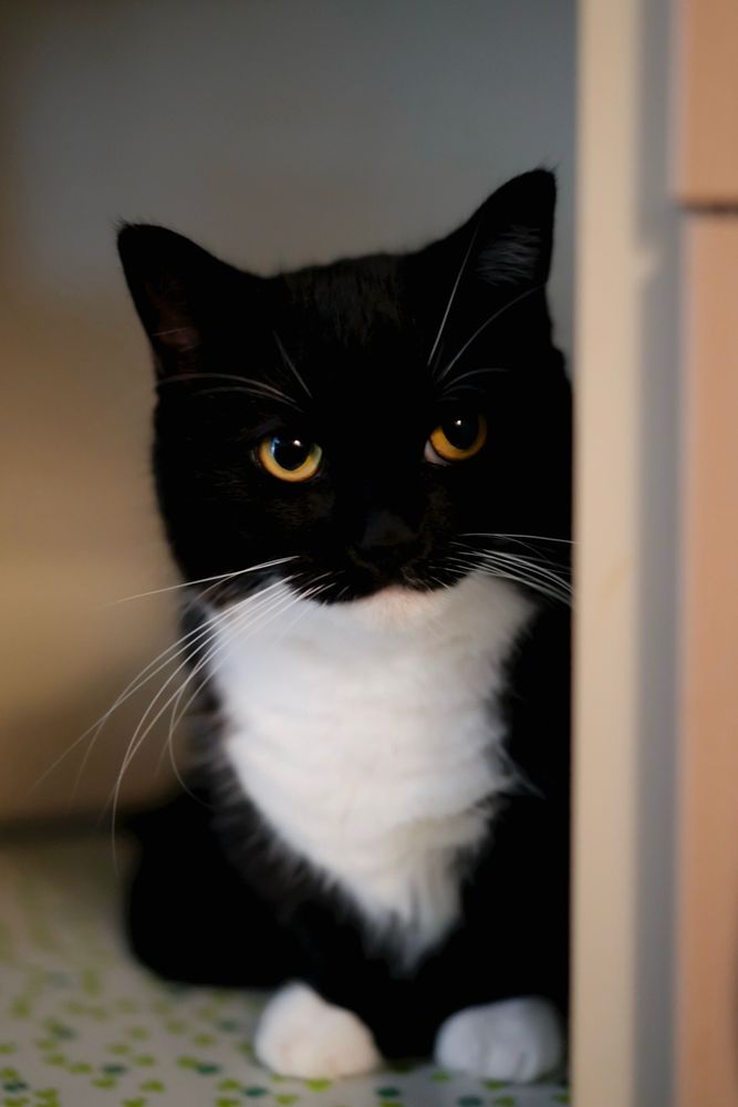 A black and white cat sits partially in the shadows, peeking out with a serious, scheming look in his eyes.