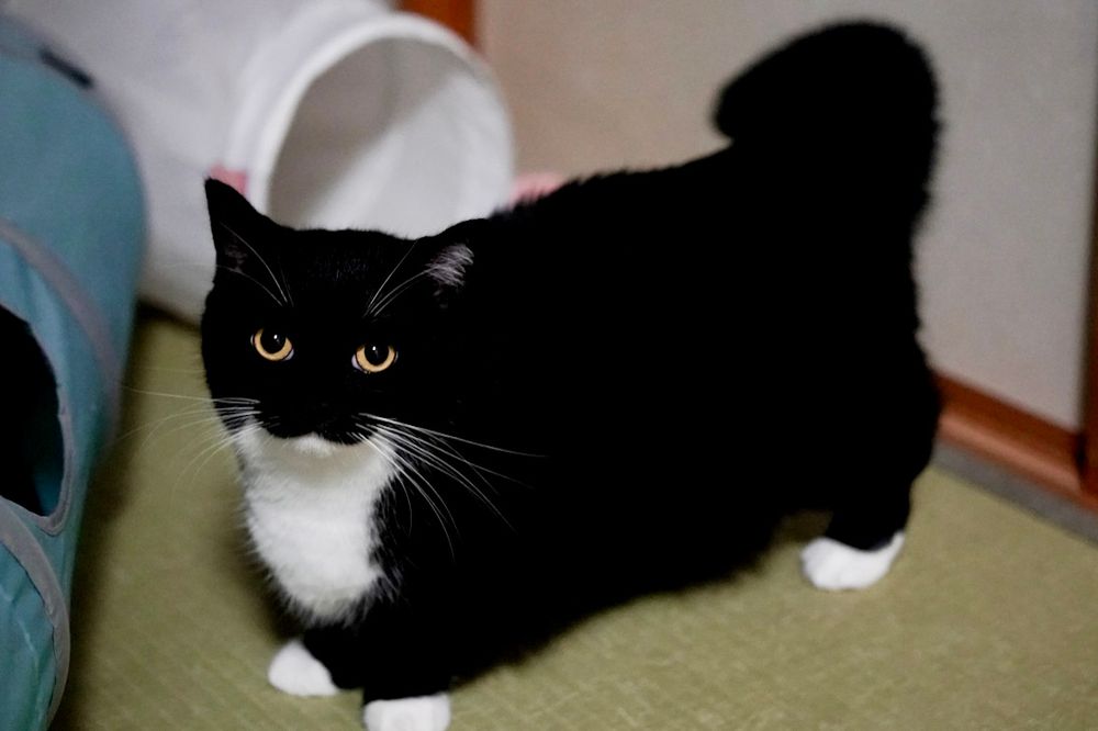 A black and white cat with a round face and yellow eyes stands on a tatami floor. His short legs, compact body, and tucked-in tail make him look like a perfect rectangle.
