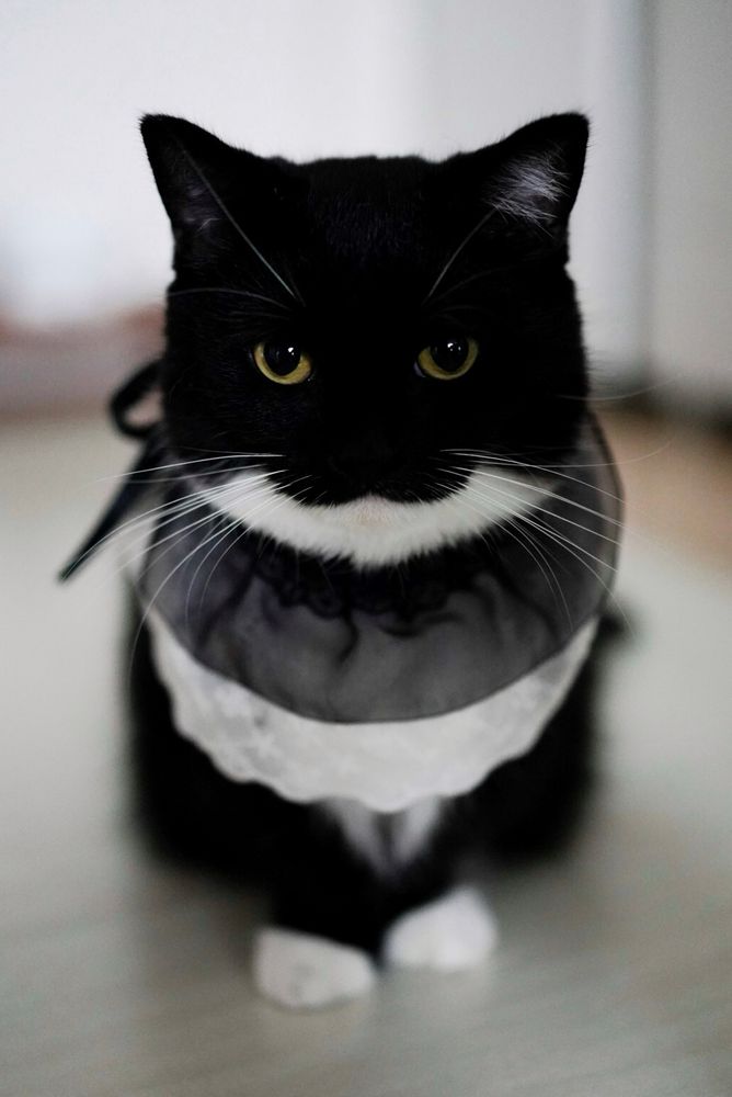 A black and white cat wearing a frilly black and white collar, sitting upright and staring directly at the camera with a calm, serious expression.