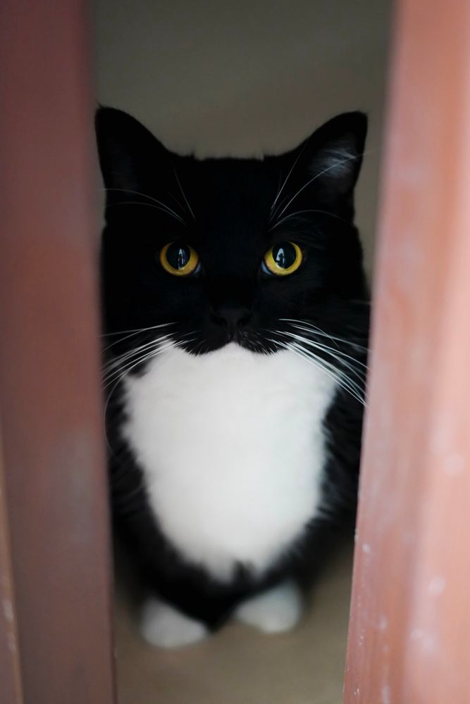 A black and white cat sits in the shadows, staring directly at the camera with wide eyes, as if silently asking for something.