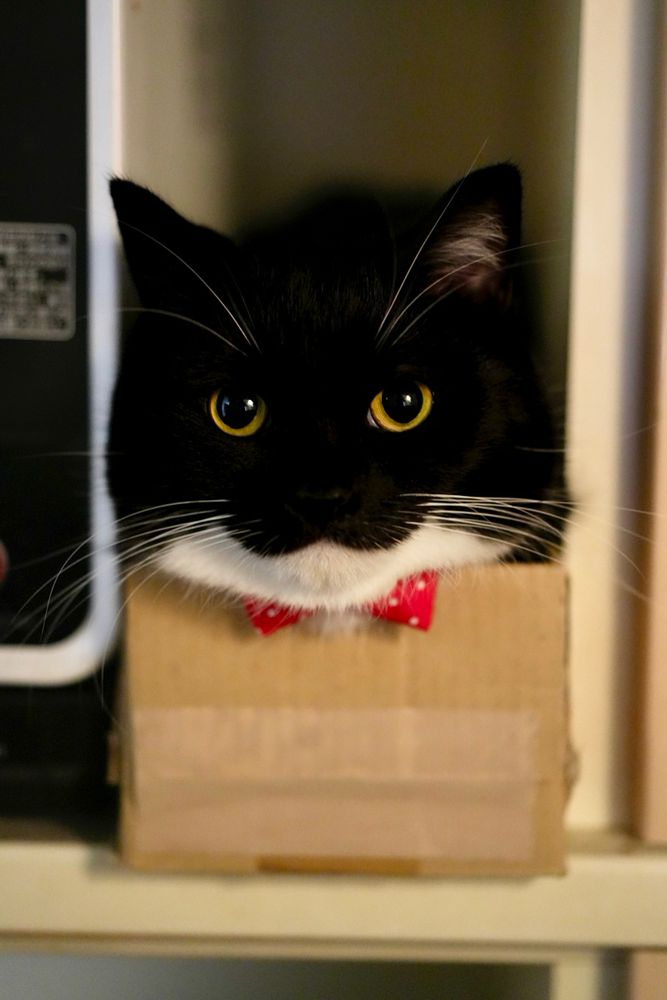 A black and white tuxedo cat with bright yellow eyes, wearing a red bow tie, sitting snugly inside a small cardboard box. The cat’s face is peeking out, giving a gentlemanly and composed look.