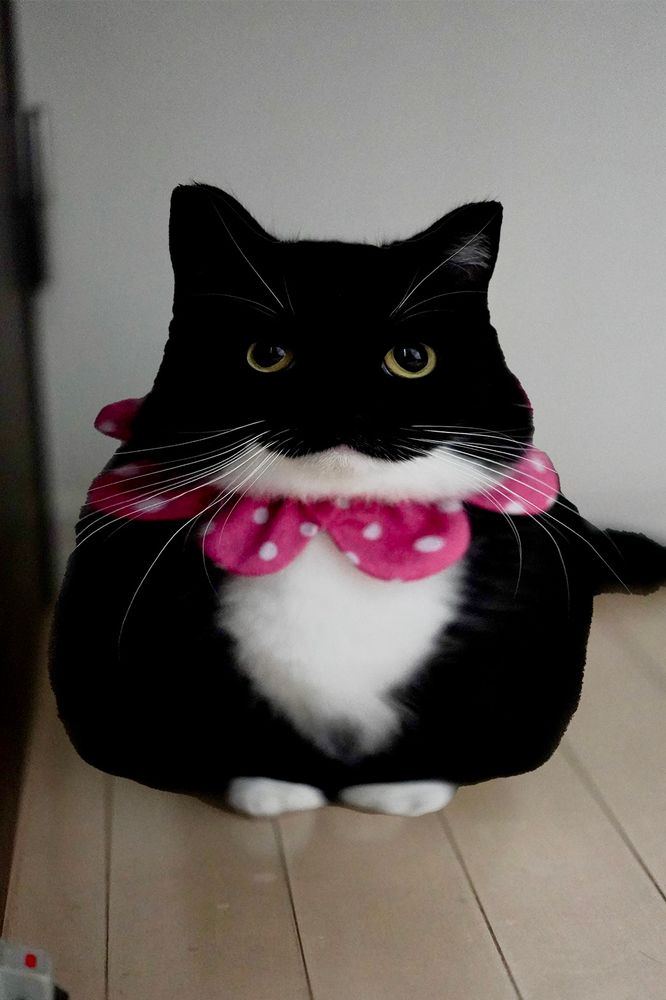 April Fools’ Day photo: A black and white cat with a pink polka-dot bowtie, edited to have an unusually round and fluffy body.