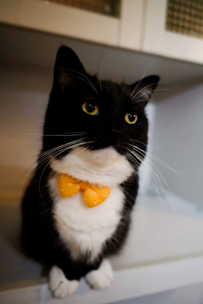 A black and white cat with bright yellow eyes sits upright, wearing an yellow bow tie and looking upward with a serious, focused expression.