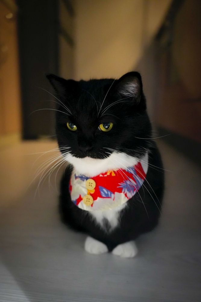 A black and white cat wearing a red Hawaiian-style collar sits on the floor, looking slightly sad and thoughtful.