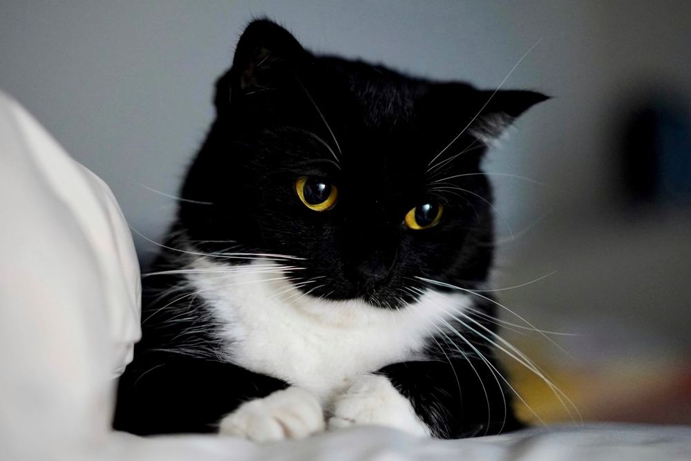 A black and white cat with round yellow eyes is resting on a bed, looking slightly down with a soft, thoughtful expression. His tiny white paws are tucked in front of him as he gazes off, like he’s quietly hoping someone will come play with him.