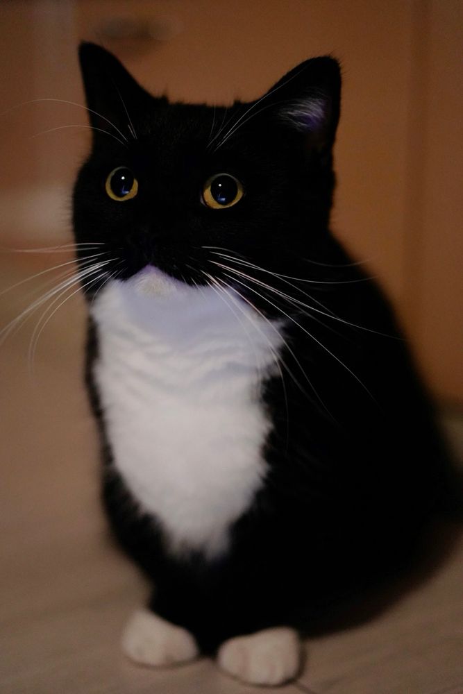 A tuxedo cat gazes upward with round, sparkling eyes. He’s probably expecting a treat.