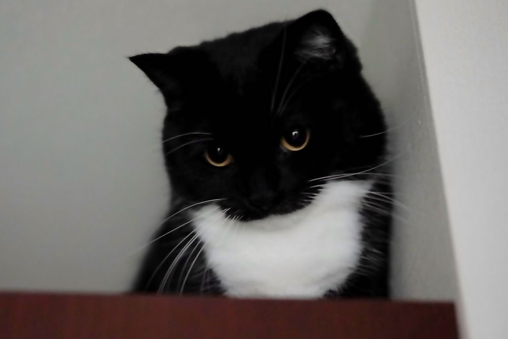 A black and white cat with round eyes, sitting on top of a shoe cabinet and looking down with an adorable, slightly mysterious expression.