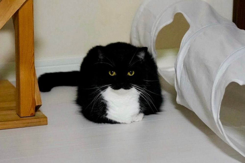 A black and white cat with a fluffy chest sits neatly with his paws hidden, forming a suspiciously perfect square shape.