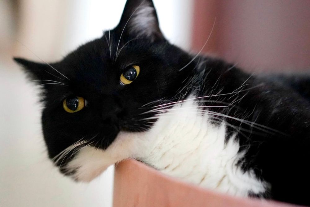 A black and white cat rests his head on the edge of a scratching pad, his cheeks squished and drooping. His eyes stare blankly ahead with a calm, expressionless face.