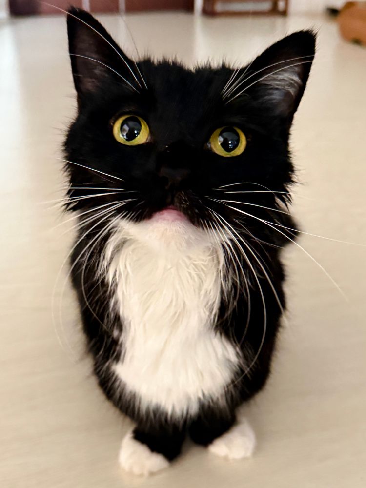 A tuxedo cat with wet, half-dried fur sits on the floor, staring upward with big yellow eyes and a slightly resentful expression after a bath.