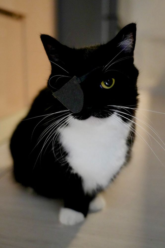 A black and white cat wearing an eyepatch, giving a cool and intense look.