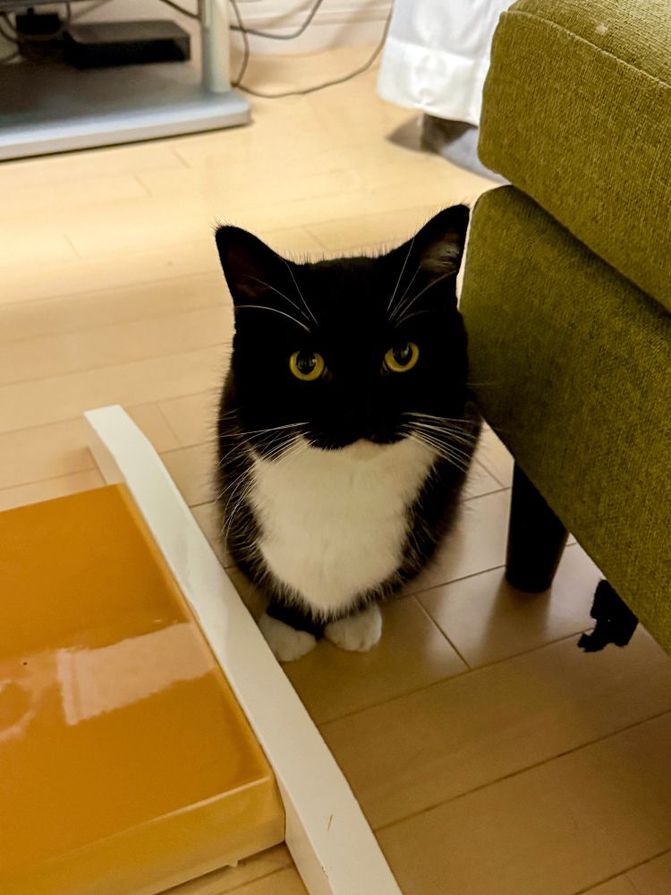 A black and white cat with bright yellow eyes is sitting neatly on a wooden floor, looking up with a calm but curious expression.