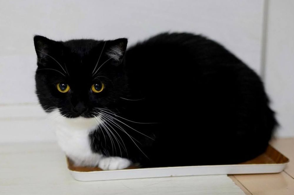 A black and white tuxedo cat sits tightly curled up in a small tray, clearly too small for his body—but he seems determined to fit anyway.