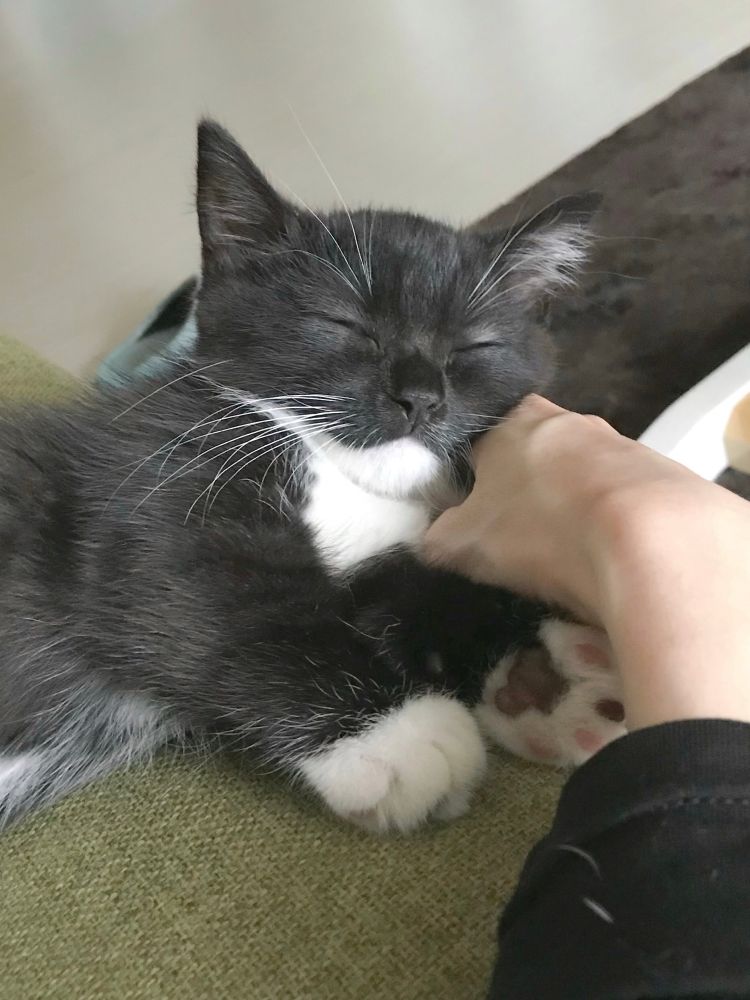 A small black and white kitten, Uni, sleeping with his face resting on my hand.