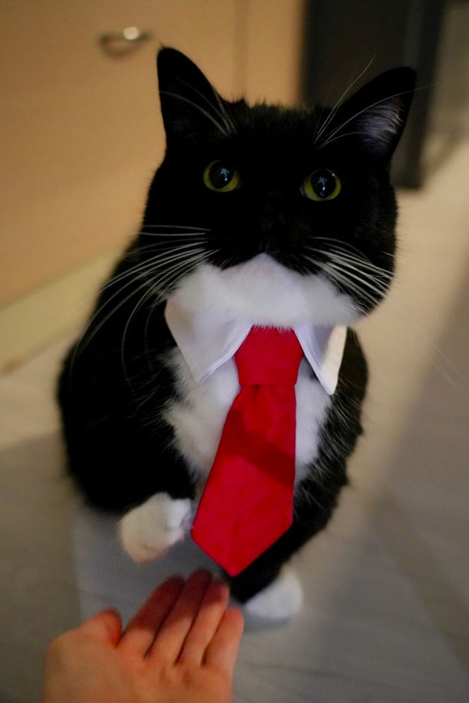 A black and white cat wearing a red necktie is giving a paw shake, looking like a tiny businessman who just closed a successful deal.