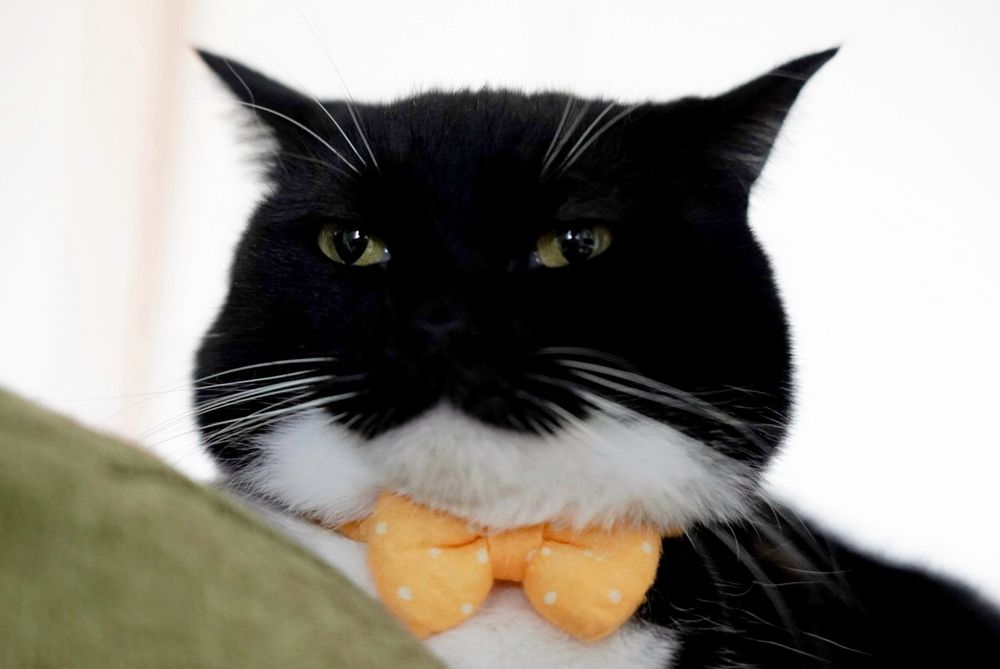 A black and white cat with fluffy cheeks, wearing a cute yellow polka-dotted bow tie, looking completely relaxed.