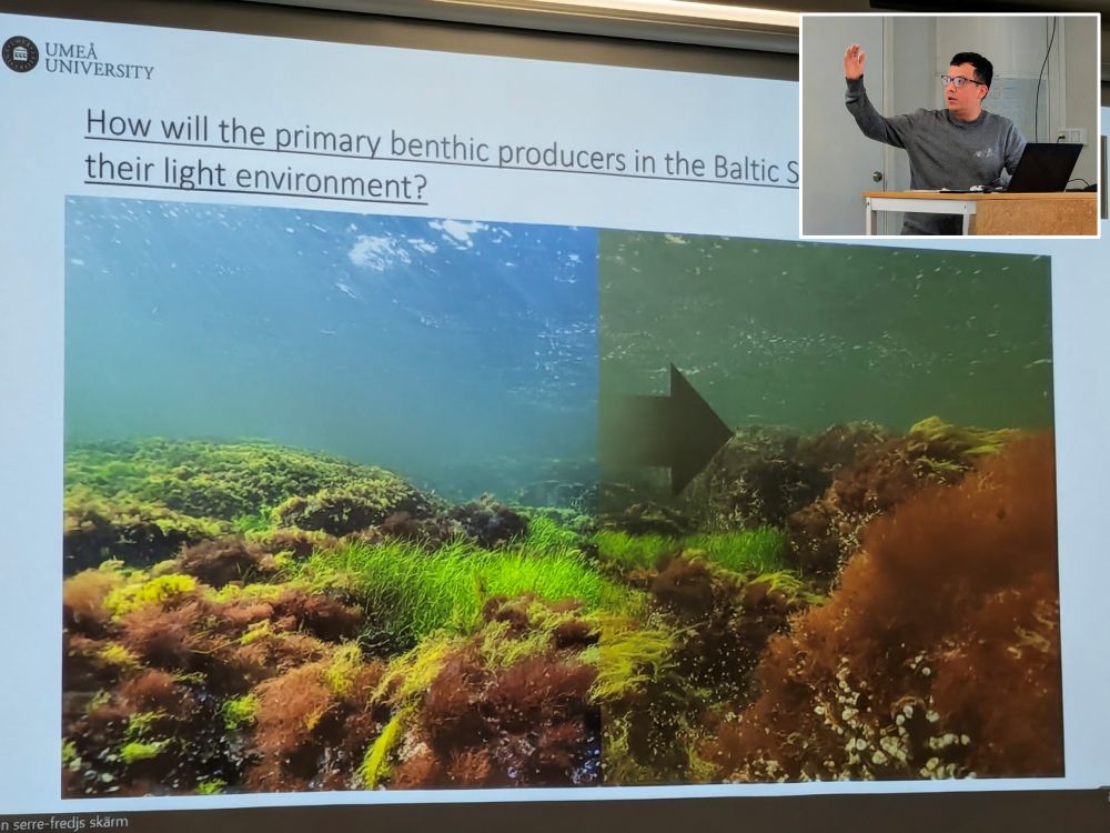 presentation slide of seaweed and a title "how will the primary benthic producers in the Baltic Sea respond to their light environment?". inset image with the presenter facing his slides.