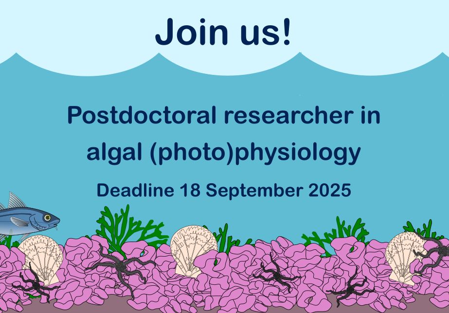 underwater cartoon scene, with pink algae on the bottom and the text: join us! postdoctoral research in algal (photo)physiology. Deadline 18 September 2025