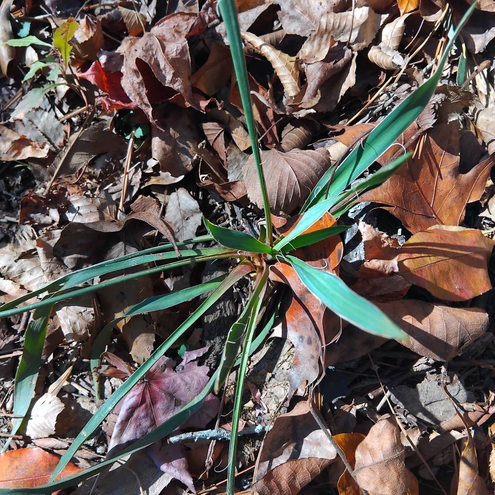 A small yucca grows in the leaf litter, with long spine like leaves.