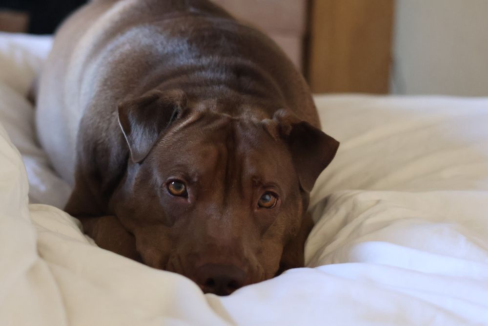 odin, a brown shar pei / lab mix, lying on a white comforter. his front paws are under his mouth and hidden by the comforter. his ears are at attention and he is looking at the camera. the sun is hitting his torso more than his head showing his shine 