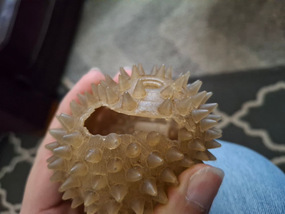 A dog toy squeaker with a tear. The squeaker isn't quite round, covered in soft spikey bits.