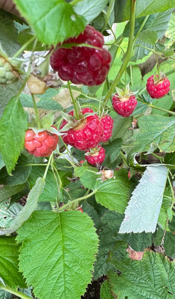 A clump of ripe red raspberries revealed under the leaves