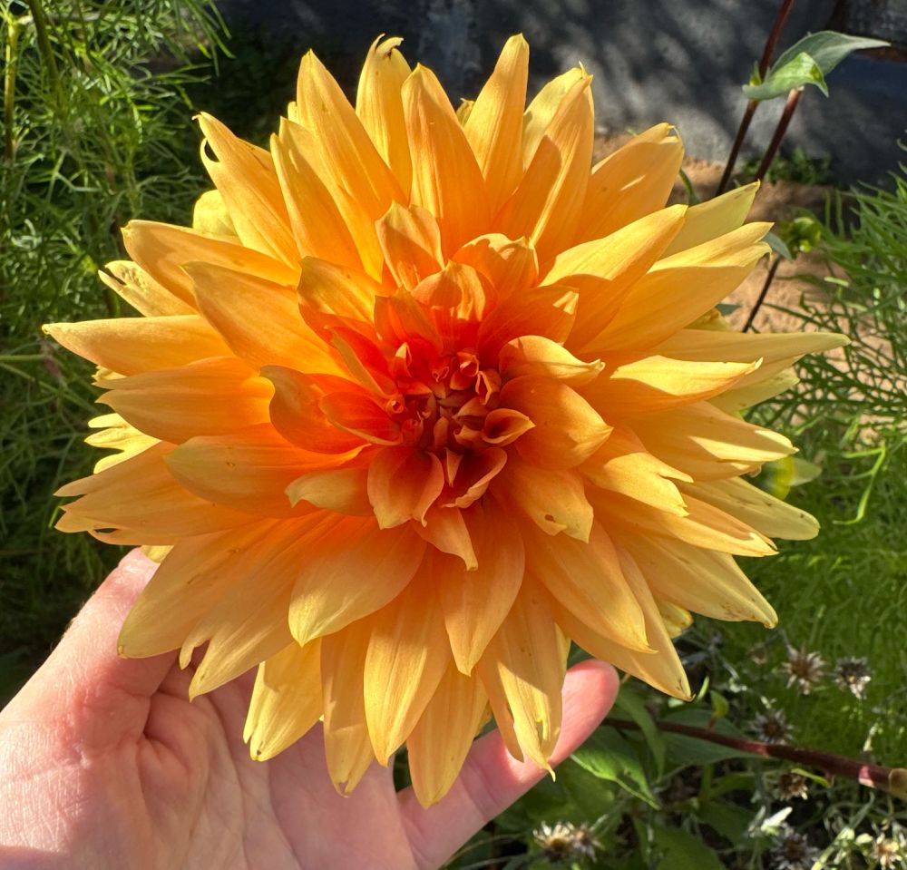 A single large bloom of a gold coloured Dahlia