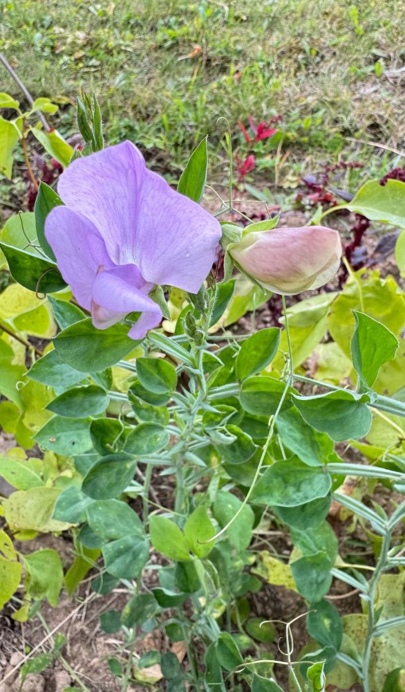 A pale purple, sweet pea flower sitting on top green hardy leaves