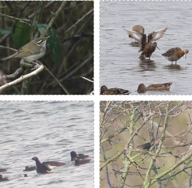 Clockwise from top left: pale legged leaf warbler, Hudsonian godwit, northern waterthrush, stejneger’s scoter