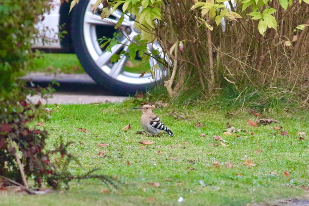Hoopoe in Stamford bridge
