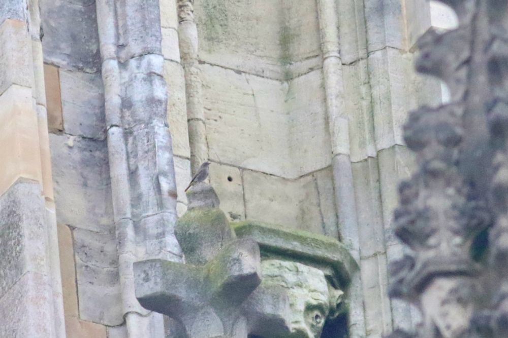 Black redstart on York minster