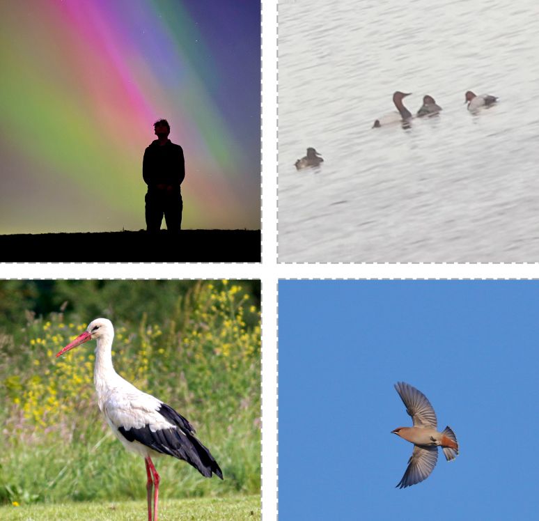 Clockwise from top left: northern lights, canvasback, waxwing, white stork