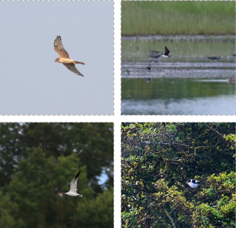 Clockwise from top left: pallid harrier, black-winged pratincole, collared flycatcher, Caspian tern 