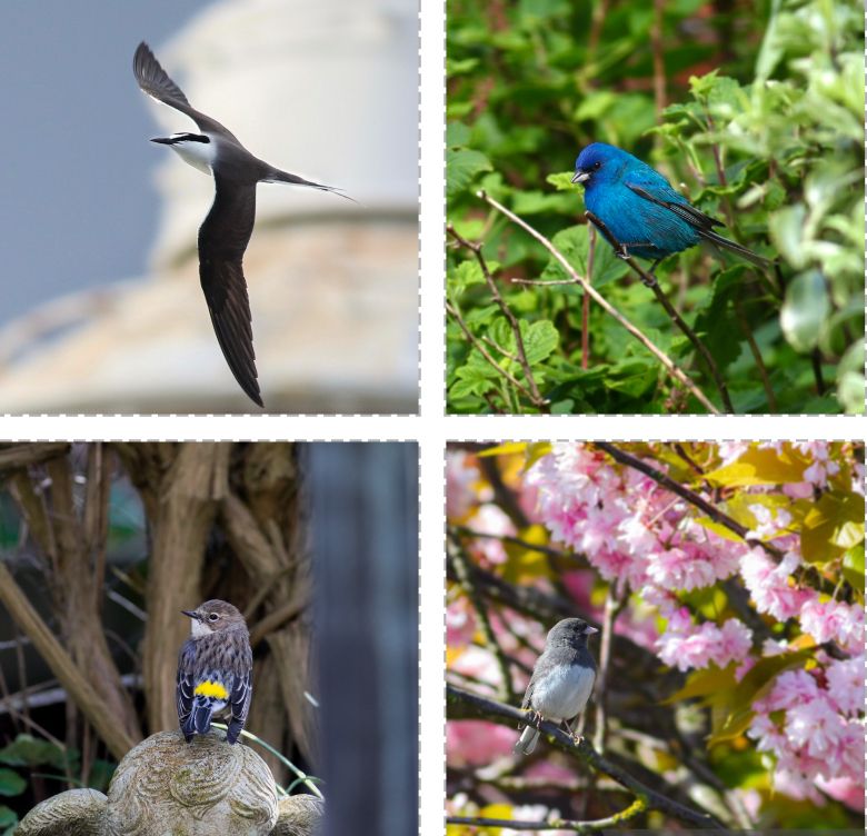 Clockwise from top left: bridled tern, indigo bunting, dark-eyed junco, myrtle warbler 