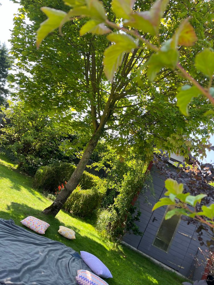 Vor/unter einem Ahorn liegt eine graue Decke mit verstreut darauf liegenden Kissen. Im Hintergrund sind eine graue Gartenhütte und Pflanzen mit Wiese und Büschen zu sehen.