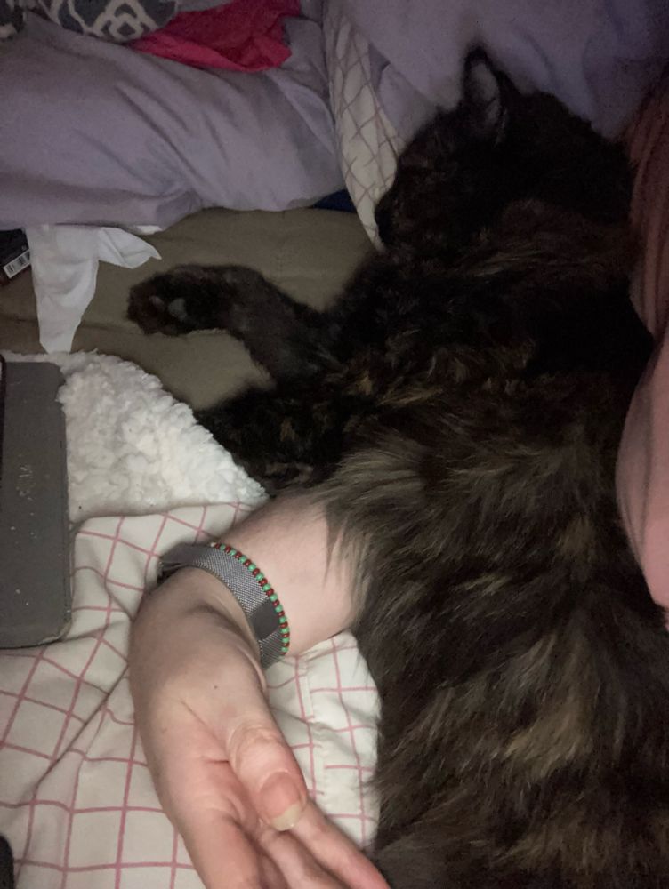 Tortie cat snuggling on top of an arm. In bed.