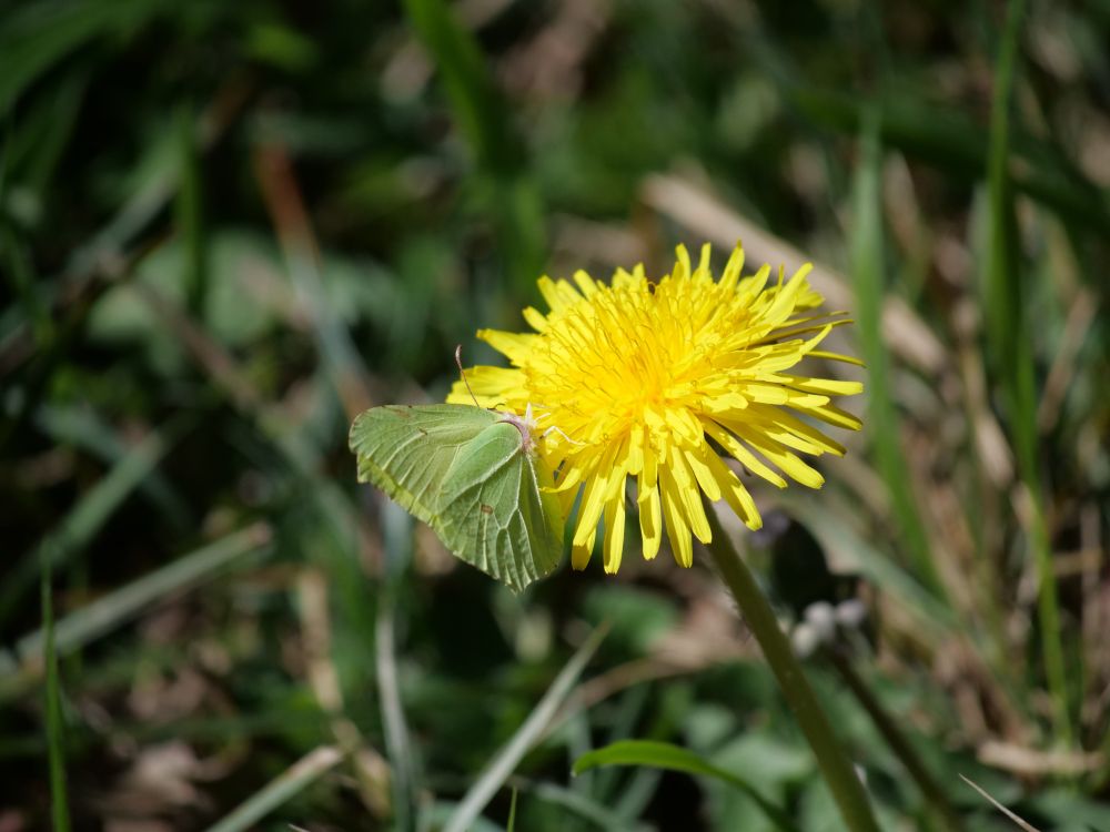 a brimstone butterfly, its underwings a bright pastel green colour, feeding on a dandelion 