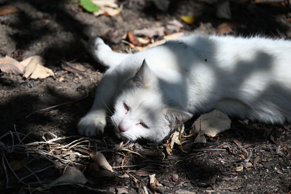 a very grubby white cat laying in a pile of earth, a sleepy expression on her face as she’s warmed by dappled sunlight