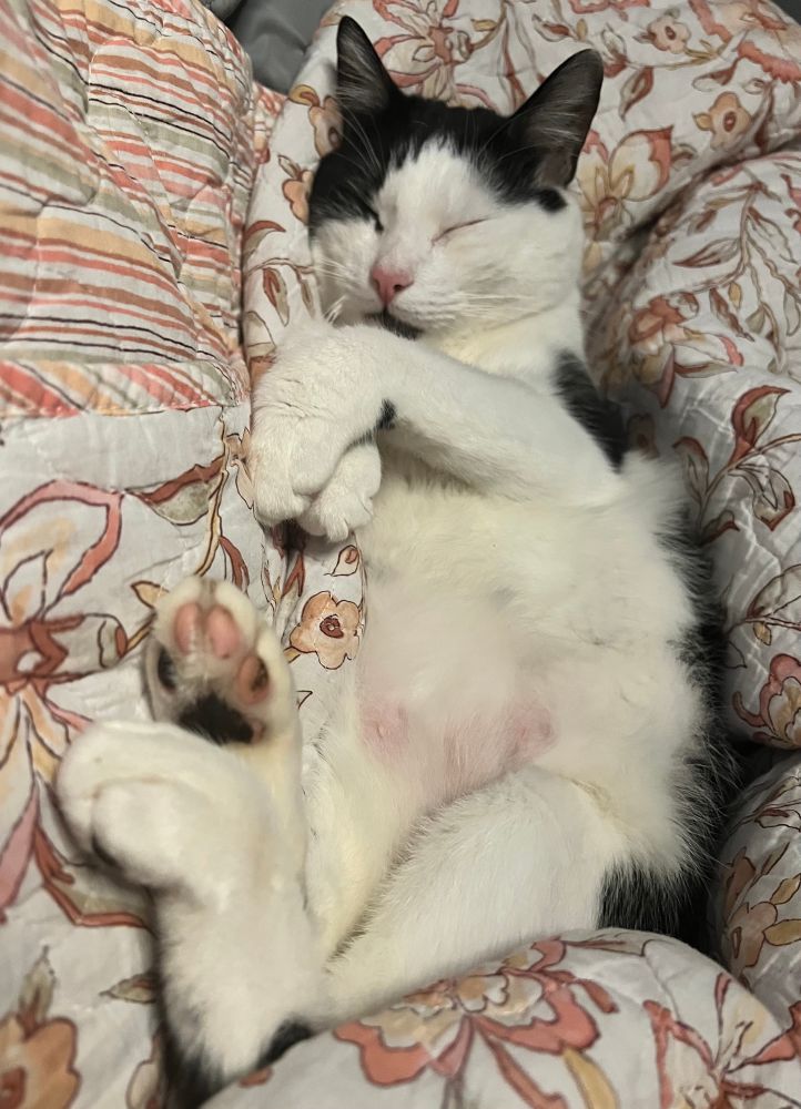 My black and white cat Lucky laying on his back fast asleep.
His front paws are crossed very politely, and his back paws are slightly crossed, his one back foot is curled up and the other paw is facing the camera with his little black and pink toe beans showing.
He’s laying on a peach and beige floral and striped quilt. 