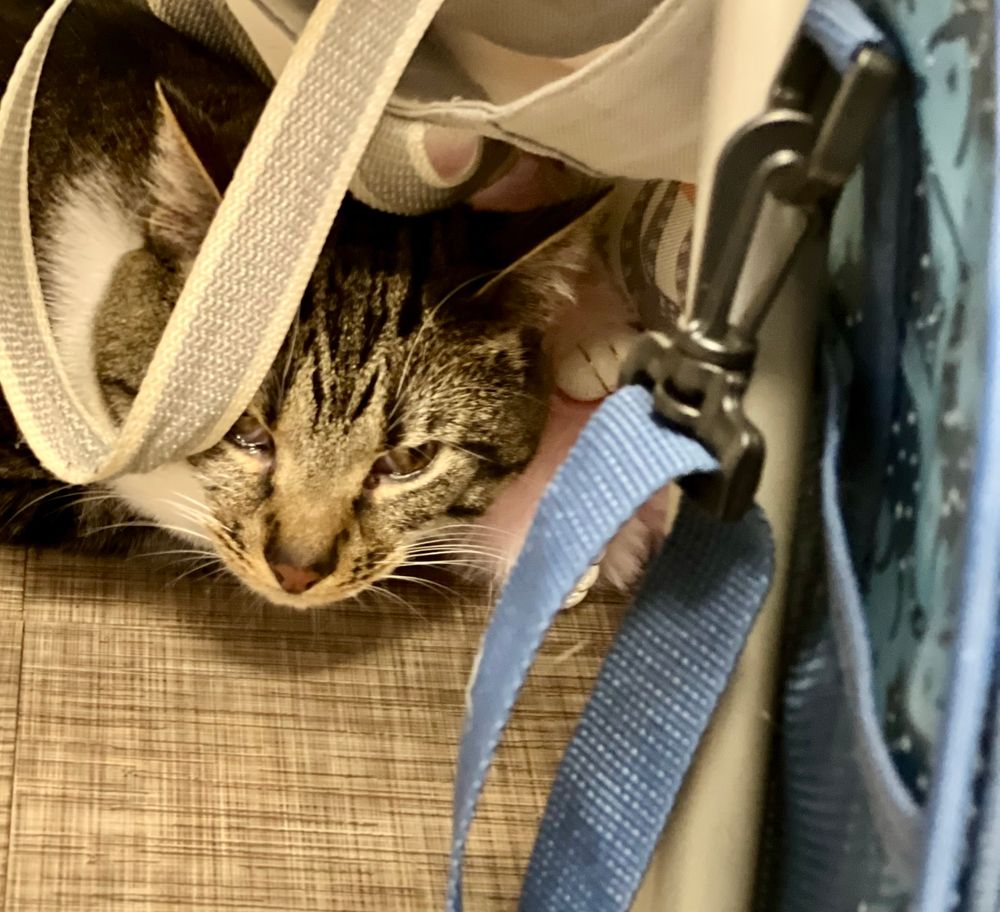My standard issue tabby cat Sweetie hiding under a chair, under a bag and behind a cat carrier just glaring…
I mean she is so unhappy, 
that even though her eye issues make it difficult for her to use her eyes to express anything, she found it within herself to do the “kitty murder eyes” With the deep rage she felt at this injustice apparently she found a way! 