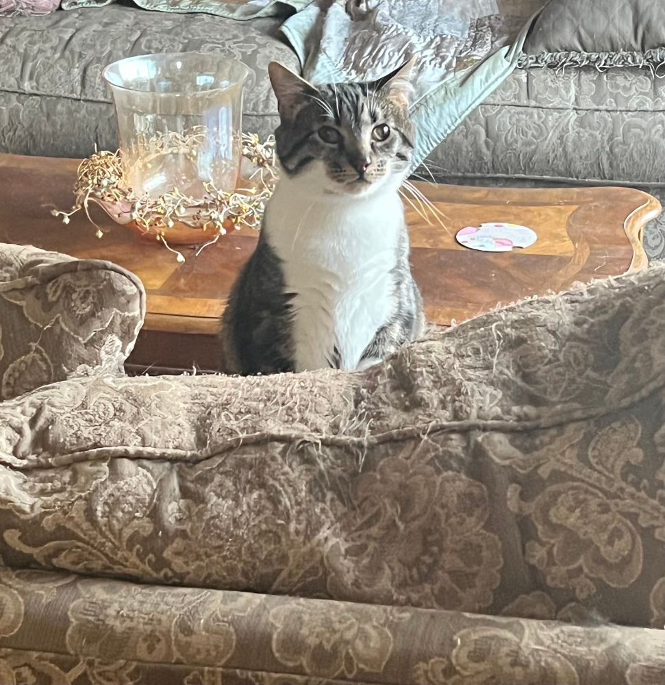 My tabby cat Sweetie standing on the couch in the living room, she’s standing up straight and looking at the camera, she kind of has a face like she’s peeking out from the couch over the couch.
The couch is like  a goldish brown, and the back of the couch cushion covered in pulls because of cat scratches!

