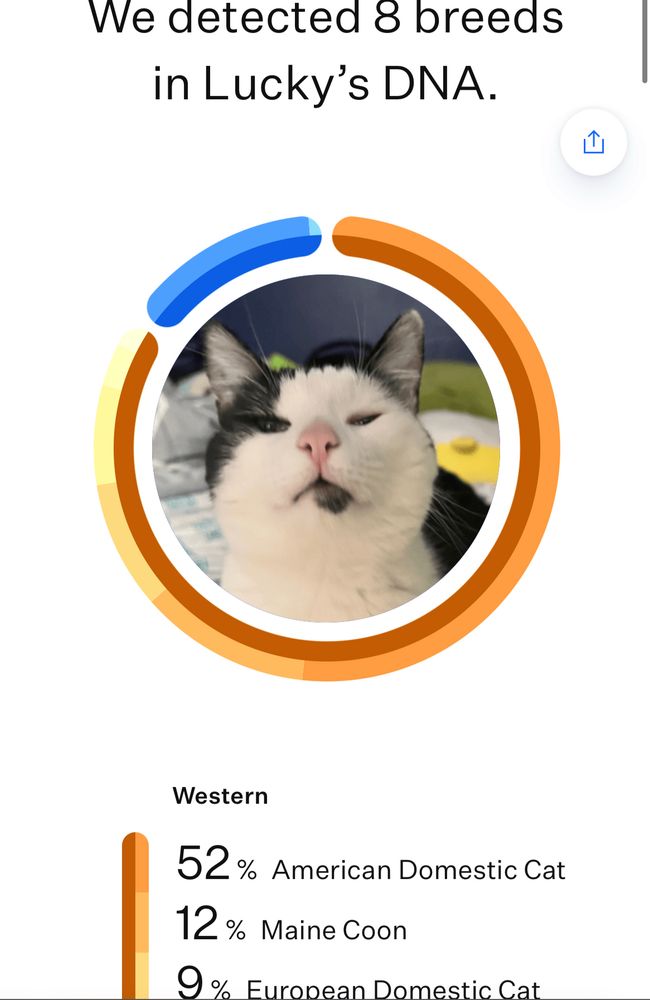 This is the beginning of my black and white cat Lucky’s DNA panel- his is in two parts because they detected EIGHT BREEDS in his DNA supposedly-
52% American Domestic Cat
12% Maine Coon
9% European Domestic Cat.
And the rest are on the next photo…
