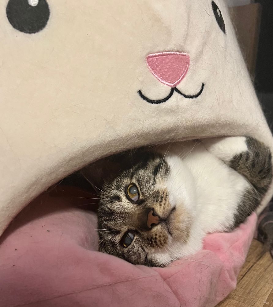 My tabby cat Sweetie, she has a white neck,chin, belly and paws, the rest is tabby.
She’s laying on her side in one of those cat beds they can climb inside, the bed also looks like a cat, she has a look in her eyes that says I’ve seen things.