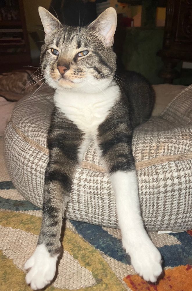 My tabby cat Sweetie laying on a beige houndstooth cat/dog bed, it’s pretty big, she’s looking up with sleepy little eyes and her front paws are completely stretched out in front of her dangling of the bed. 
The best part is the bed’s not that far from the ground and her paws still don’t seem to reach the floor.